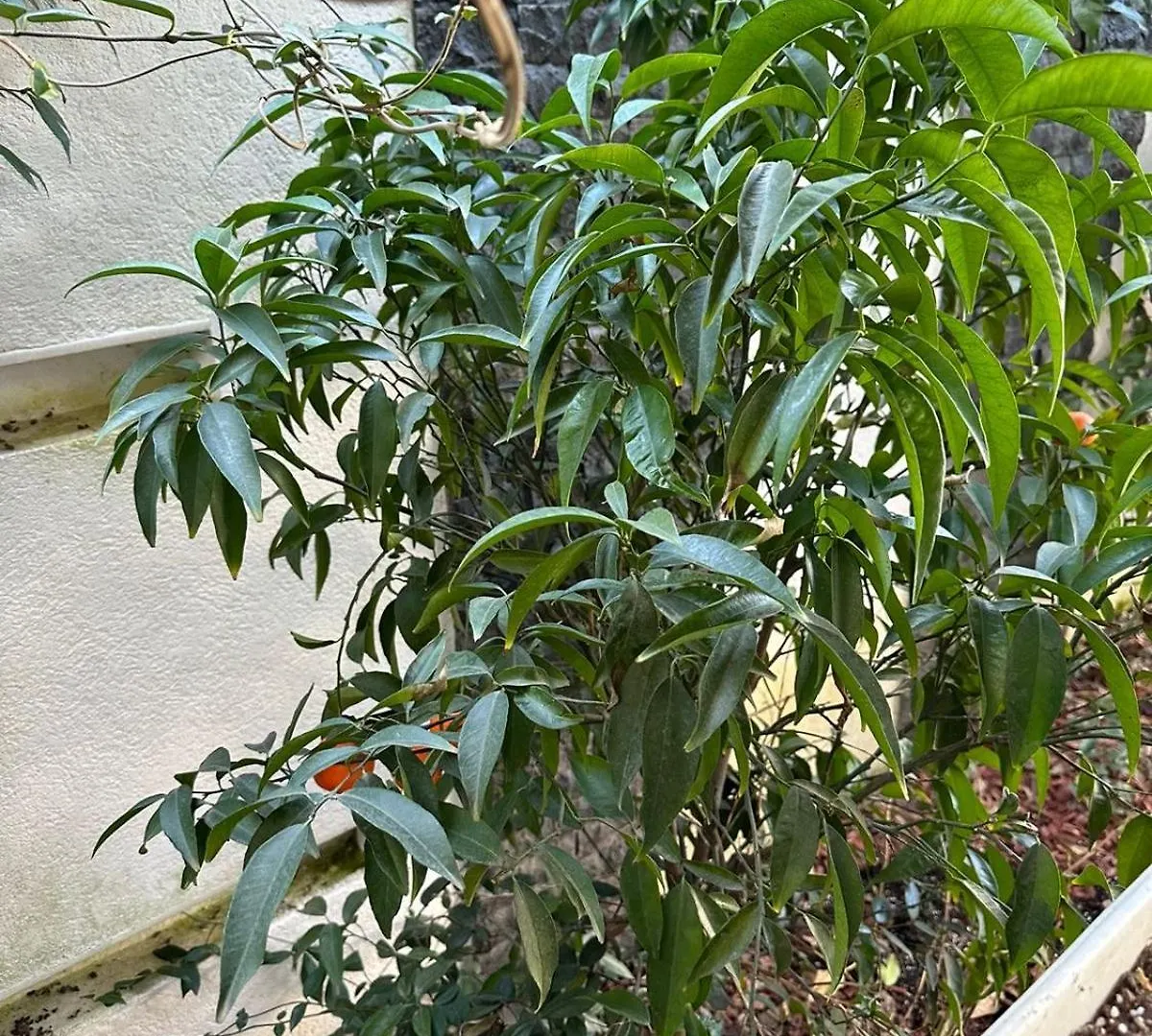 Villa Inside Tirana